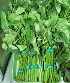 Bambuszlevelű vízispenót Liao - Ipomoea aquatica
